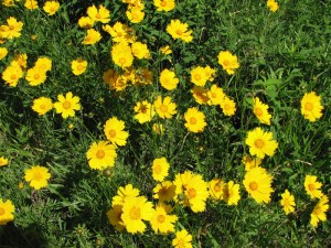 Lance-leaf Coreopsis blooms in late spring and early summer. U.S. Forest Service photo.
