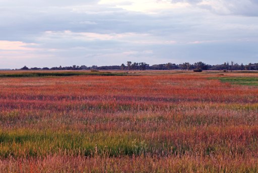 Indiangrass (Sorghastrum nutans)