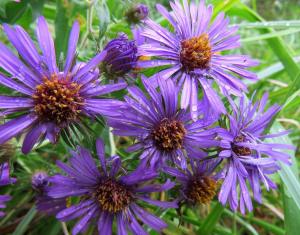 U.S. Fish and Wildlife Service photo.